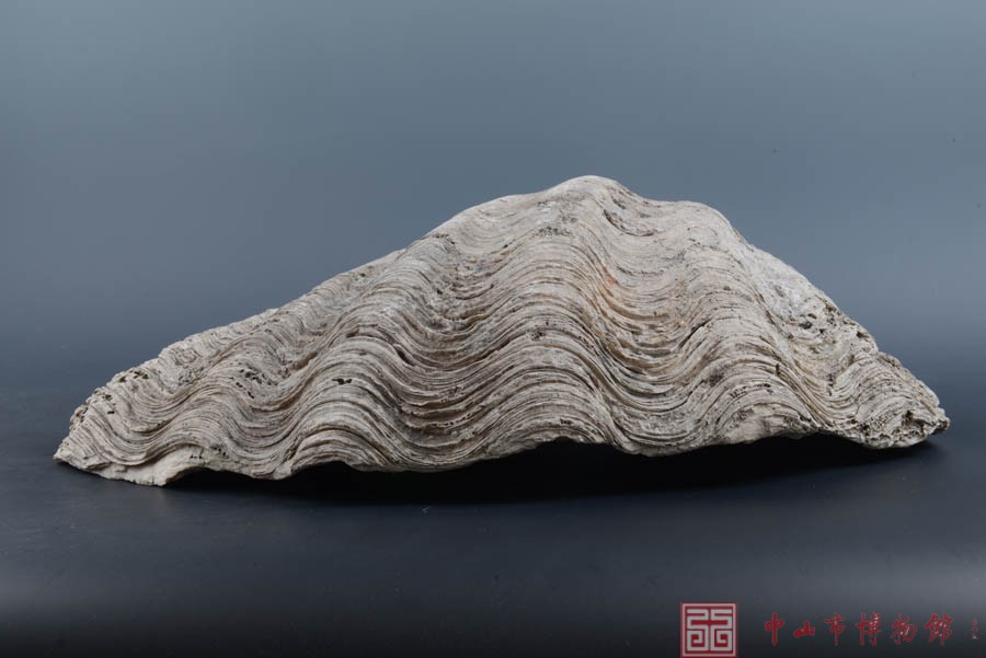 史前蚌壳化石 | 中山市博物馆